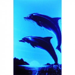 7308 - Dauphins 2