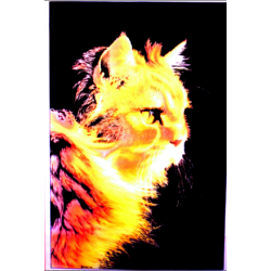 7175 - Chat