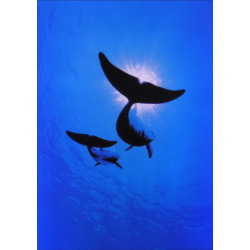 7235 - Grand bleu