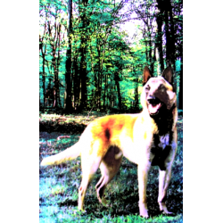 7435 - Malinois