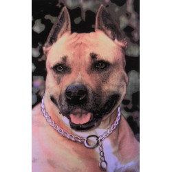 7372 - Pit bull