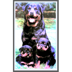 7380 - LA FAMILLE ROTWEILLER