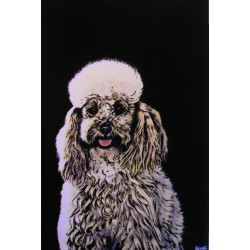 7231 - Caniche