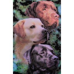 7374 - LES LABRADORS