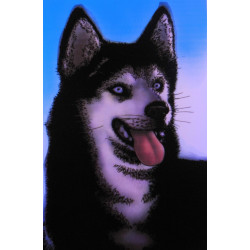 7197 - HUSKI