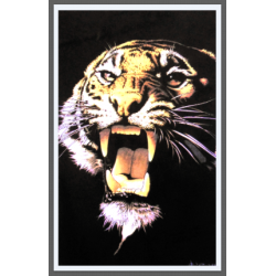 7193 - Tigre