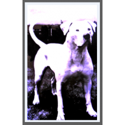 7446 - DOG AMERICAIN