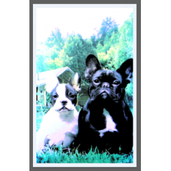 7419 - BOULEDOG FRANCAIS