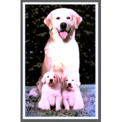 7409 - GOLDEN RETRIEVER