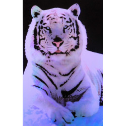 7452 - TIGRE BLANC