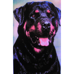 7337 - ROTWEILER