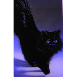 7266 CHAT NOIR