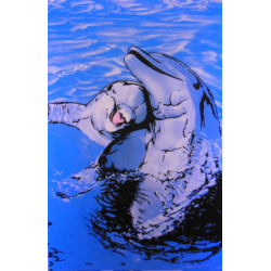 7254 DAUPHINS CALINS