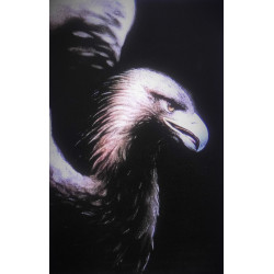 7184 TÊTE D'AIGLE